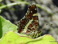 Landkaertchen der 3. GenerationUnterseite